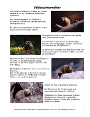 Gelbbauchmurmeltier-Steckbrief.pdf